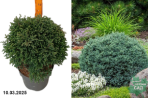 Chamaecyparis pisifera Blue Moon