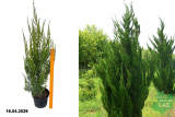 Можжевельник китайский Спартан (Juniperus chinensis Spartan) С7,5
