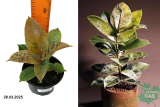 Фикус Эластика Шривериана (Ficus elastica Schrijveriana) С1