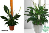 Спатифиллум Перл Купидо (Shathiphyllum  Perl Cupido) Р12
