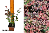 Барбарис Тунберга Розетта (Berberis thunbergii Rosetta) Р9
