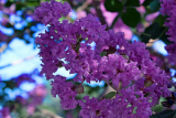 Лагерстремия индийская Пурли Пурпул (Lagerstroemia indica Purely Purple) C3