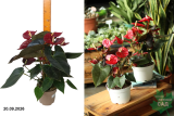 Антуриум Деликата (Anthurium andreanum Delicata) Р14