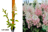 Гортензия метельчатая Кэндлайт (Hydrangea paniculata Candlelight) Р9