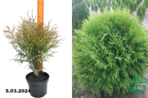 Туя западная Литтл Чемпион (Thuja occidentalis Little Champion) С3