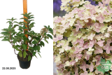 Гортензия метельчатая Полестар (Hydrangea paniculata Polestar) С3х