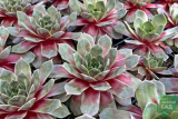 Молодило Пурпл Кварц (Sempervivum Purple Quartz) С2