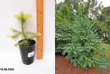 Куннингамия ланцетовидная (cunninghamia lanceolata) С2,5