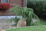 Можжевельник обыкновенный Хортсман (Juniperus communis Horstmann) ком