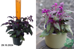 Гинура оранжевая Пурпул Пассион