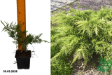 Можжевельник средний Олд Голд (Juniperus media Old Gold) Р9 В