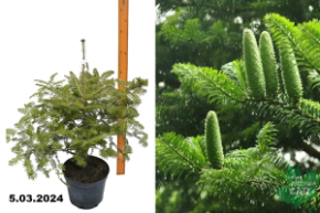 Пихта Альба (Abies Alba) С5