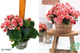 Бегония Бориас (Begonia) С1