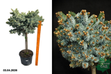 Ель ситхинская Зильберцверг (штамб 100 см) (Picea sitchensis Silberzwerg) С25