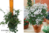 Жасмин полиантовый (Jasminum polyanthum) Р12