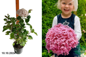 Hydrangea arborescens Magical Pinkerbell