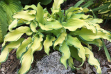 Хоста гибридная Риппл Эфект (Hosta hybrid Ripple Effect)