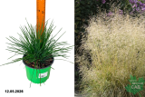 Щучка дернистая Голдтау (Deschampsia cespitosa Goldtau) С3