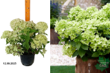 Гортензия метельчатая Гарденлайт Гринлайт (Hydrangea paniculata Gardenlights Greenlight) С3
