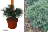 Сосна Веймутова Тини Кёрлс (Pinus strobus Tiny Curls)  С5 Н