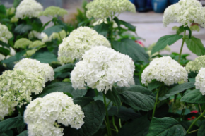 Гортензия древовидная Стронг Аннабель (Hydrangea Arborescens Strong Annabelle)Р9