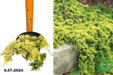 Можжевельник горизонтальный Голден Карпет (Juniperus horizontalis Golden) С3