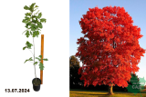 Дуб красный (Quercus rubra) С3