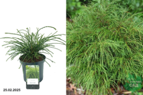 Туя складчатая Випкорд С2,5 Аг