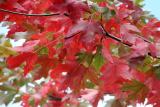 Клен Фримана Отом Блейз (Acer freemanii Autumn Blaze) С7,5
