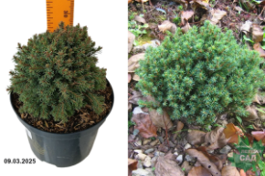 Picea glauca Blue Planet
