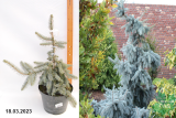 Ель колючая Глаука Пендула (Picea glauca Pendula) С10