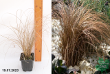 Осока власовидная Бронко (Carex comas Bronco) Р9