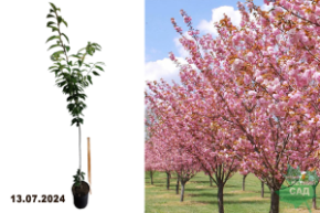 Prunus serrulata Kanzan