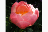 Пион молочноцветковый Абалон Пинк (Paeonia Abalone Pink) С5