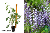 Глициния китайская Прематура (Wisteria sinensis Premature) С3