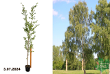 Береза повислая (Bétula péndula) С5