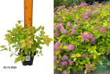 Спирея японская Голден Принцесс (Spiraea japonica Golden Princess) Р9 лс
