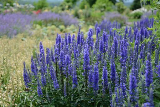 Вероника колосковая Бэби Блю (Veronica spicata Baby Blue) — Питомник Летний сад