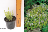Тимьян Мистик Лемон (Thymus citriodorus Mystic Lemon) С1