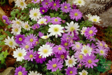 Анемона Бланда смесь окрасок (Anemone Blanda Mixed) 10 шт