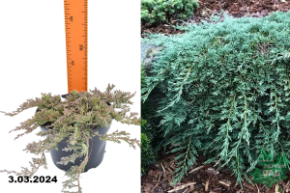 Можжевельник горизонтальный Айси Блю (Juniperus horizontalis Icee Blue) С2
