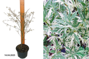 батерфляйс