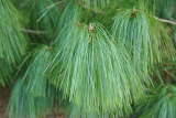 Сосна гималайская (Уоллича) (Pinus wallichiana)