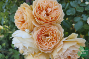 Роза английская Краун Принцесс Мэргарит