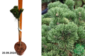Сосна горная Якобсен (штамб 50 см) С41