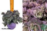 Очиток (седум) Санспаклер Дазлберри (Sedum Sunsparkler Dazzlebery) С2лс
