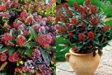 Скимия японская Рубелла  (Skimmia japonica Rubella)