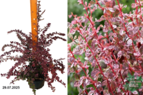 Барбарис Арлекин