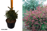 Ель обыкновенная Ридал (Picea abies Rydal) С7,5
