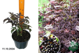 Бузина черная Блэк Бьюти (Sambucus nigra Black Beauty) С3